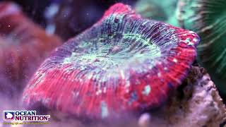 Ocean Nutrition Reef Pulse [upl. by Kletter]