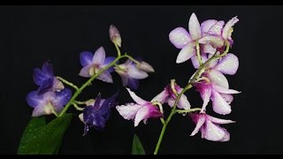 Dendrobium cv [upl. by Dibru]