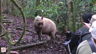 Encounter with a Bearded Pig in Borneo [upl. by Cresa780]