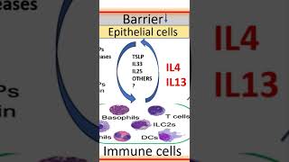 shorts Inflammatory loops of chronic dermatosis [upl. by Yeltsew]