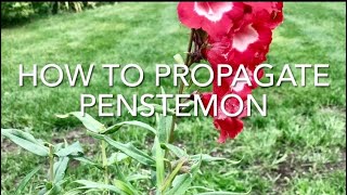 How To Propagate Penstemon How To Take Penstemon Cuttings Plant Propagation [upl. by Lulu]