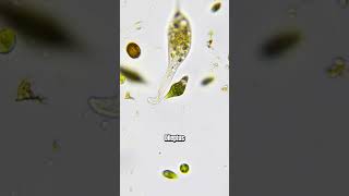 Microalga libera gosma para se proteger de ataque de protozoário predador microorganismos [upl. by Ikkiv928]