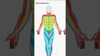 Know your DERMATOMES  Dr Gloria Sanders [upl. by Noguchi]