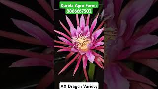 AX Dragon Fruit Variety kurelaagrofarms dragonfruit farming axdragonfruit [upl. by Mayworm528]