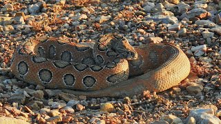 Russell Viper The Deadly Asian Serpent [upl. by Eilarol]