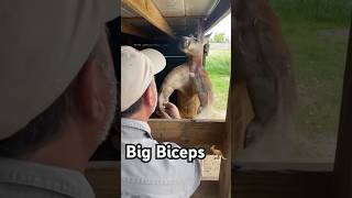 Kangaroo Flexing Big Arms Body Builder Kangaroo Nice Biceps shorts viral [upl. by Wilkens]