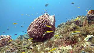 15 Queen Angel Small and Large Pufferfish Yucab Reef Cozumel [upl. by Barayon]