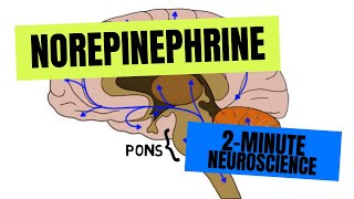 2Minute Neuroscience Norepinephrine [upl. by Adnofal]