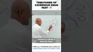 Tributaries Of Cavernous Sinus Part 01 drnajeeb drnajeeblectures shortvideo youtubeshorts [upl. by Nile]