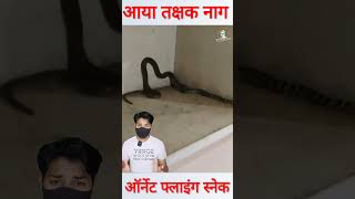 झारखंड में पहली बार सामने आया तक्षक नाग shorts takshaksnake [upl. by Eniaj986]