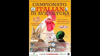 CAMPIONATI ITALIANI DI AVICOLTURA AIAO  SCANDIANO 2023 [upl. by Eisso962]