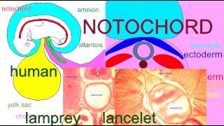 EMBRYONIC DEVELOPMENT THE NOTOCHORD [upl. by Hsiekal]