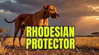 Rhodesian Ridgeback The Breed Built for Big Game amp Endless Love  Dog Breeds  German Shepherd [upl. by Outlaw]