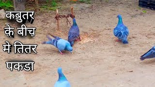 titer and pigon ✅ Long yt video कबूतर का बीच में तीतर bird trap gabir hunter graund trapping season [upl. by Nahtad]