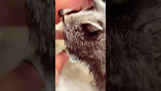 Raccoon Washes Face With Woman  15233187 [upl. by Harimas454]