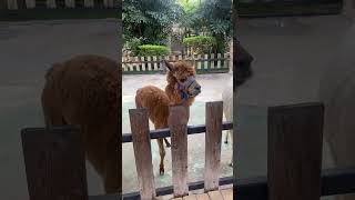 My first to see Huacaya Alpaca chinatravel youtubeshorts animaladventure zoo [upl. by Noruq50]