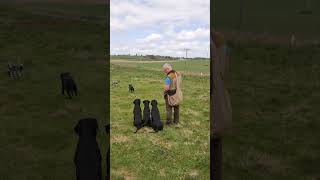 Steadiness and Marked Retrieve gundogtraining dogtraining labrador gundog [upl. by Dorcea]