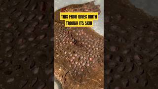 The Eerie Birth of the Suriname Toad shorts facts animals [upl. by Sheya]