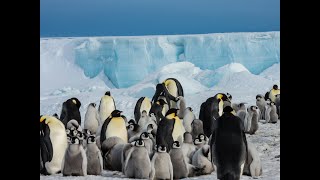 Journey to Emperor Penguin Colony [upl. by Elyl]