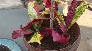 como plantar croton em galho [upl. by Sabino]