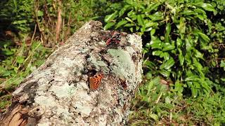 Red Admirals Hornets flies and wasps at sugar bait [upl. by Scornik]