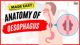 Lets Learn about Esophagus [upl. by Ycnaffit117]