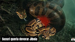 Sucuri queria devorar Jiboia [upl. by Fianna]