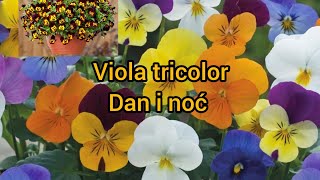 Viola tricolor  dan i noć ljubičica [upl. by Aicercal667]