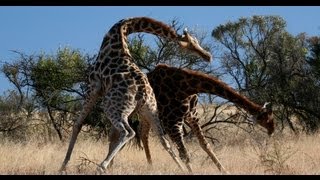 KNOCK DOWN Brutal Giraffe Fight on Safari at Pilanesberg South Africa Very Rare [upl. by Laney]