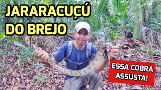 JARARACUÇU DO BREJO ou SURUCUCU DO PANTANAL Hydrodynastes gigas  Conheça essa linda serpente 🐍 [upl. by Klarrisa592]