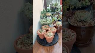 Succulent Tip Propagating Echeveria Pulidonis 🪴 succulents gardening suculentas [upl. by Brote]