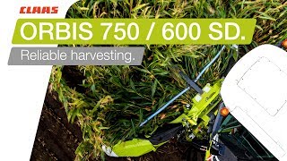 CLAAS ORBIS 750  600 SD Reliable harvesting [upl. by Urson]