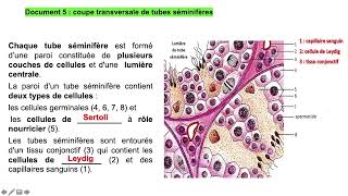 vidéo 2 bis sur le chapitre 91 partie 2 2 spermatogenèse [upl. by Padget939]