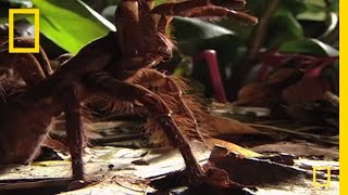 Largest Spider in the World  GIANT Tarantula  National Geographic [upl. by Bowden]