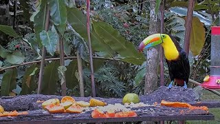 Beautiful Keelbilled Toucan Takes Bites of Papaya at the Panama Feeders – Dec 8 2023 [upl. by Netsud]