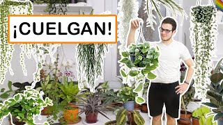 7 PLANTAS COLGANTES de INTERIOR ideales [upl. by Emmalyn507]