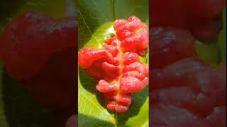 Peach Leaf Curl Taphrina deformans  Dr Bhupendra Singh Kharayat  ePlant Health Peach Diseases [upl. by Ludly]