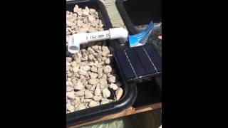 First aquaponics system Harbor freight 7w solar panel fountain pump and growstone media [upl. by Pierson]