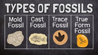 What Are Fossils [upl. by Okime]