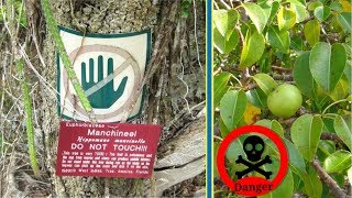 এই গাছের নীচে দাঁড়ালেই মৃত্যু অবধারিত  Most Dangerous Tree In Bangla [upl. by Ahsima]