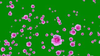 New Animation Rose Flowers Green Screen [upl. by Eiliab]