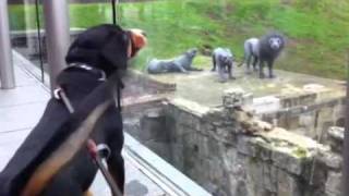 Alfie the Entlebucher Mountain Dog barks at the Lions at the Tower of London [upl. by Alehtse]