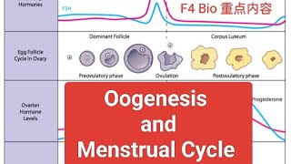 ［中文版］F4 Bio Oogenesis and Menstrual Cycle [upl. by Anchie]