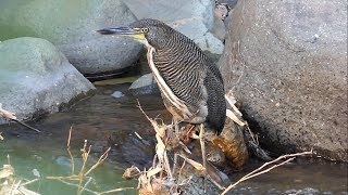 Fasciated Tigerheron in Costa Rica [upl. by Immas846]