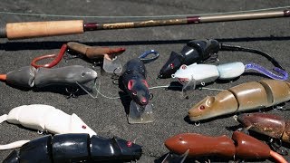 RAT FISHING Made EASY Everything You Need To Know [upl. by Ateiluj512]