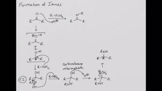 Formation of Imines [upl. by Atsirhcal]