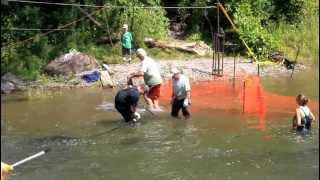 Bowmanville Creek Salmon Crossing 2012 [upl. by Leasia452]