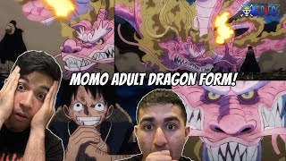 MOMONOSUKE DRAGON FORM  ONE PIECE EPISODE 1047 REACTION [upl. by Brahear993]