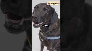 Labradors labrador labradorretriever labradorpuppy labradorlovers labradogs [upl. by Randolph]