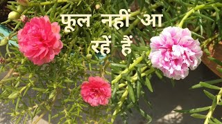 Portulca not flowering 5 Reason कारण How to get plenty of flowers in Moss Rose care hindi [upl. by Euseibbob]